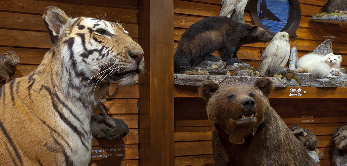 NTNU University Museum